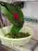 Eclectus
