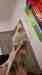 Cockatiel