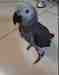 African Grey