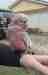 Galah Cockatoo