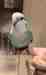 Lovebird