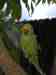 Indian Ringneck Parakeet
