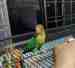 Lovebird