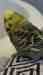 Budgerigar