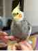 Cockatiel