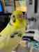 Budgerigar