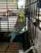 Budgerigar