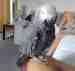 African Grey