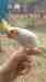 Cockatiel