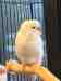 Budgerigar