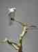 Cockatoo