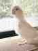 Cockatiel