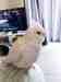 Cockatiel