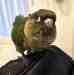 Conure