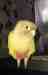 Conure
