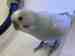 Budgerigar