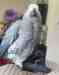 African Grey