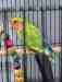Lovebird