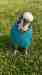 Budgerigar