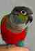 Conure
