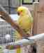 Indian Ringneck Parakeet