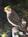 Cockatiel