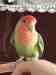 Lovebird