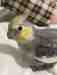 Cockatiel