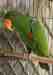 Eclectus
