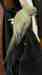 Indian Ringneck Parakeet