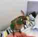 Conure