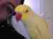 Indian Ringneck Parakeet
