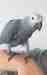 African Grey