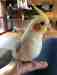 Cockatiel