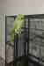 Indian Ringneck Parakeet