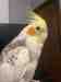 Cockatiel