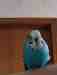Budgerigar