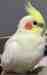 Cockatiel