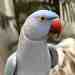 Indian Ringneck Parakeet
