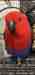 Eclectus