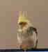 Cockatiel