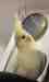 Cockatiel
