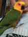 Conure