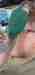 Conure