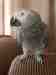 African Grey
