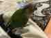 Conure