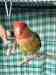 Lovebird