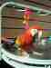 Macaw