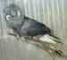 Cockatoo