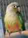 Conure